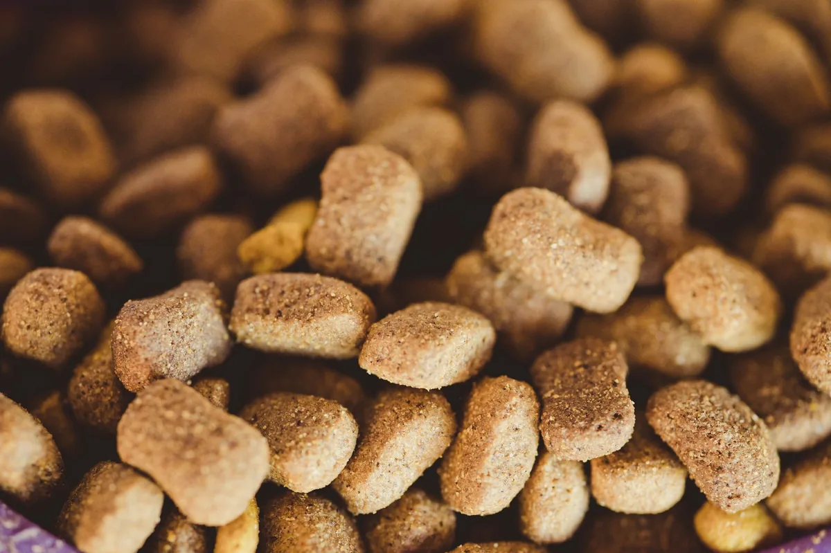 Bowls of gluten‑free homemade dog food on a kitchen counter, with fresh chicken, sweet potatoes, and a bottle of fish oil