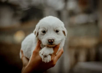 Golden Retriever puppy with a subtle heart murmur, owner gently placing hand on chest while looking concerned