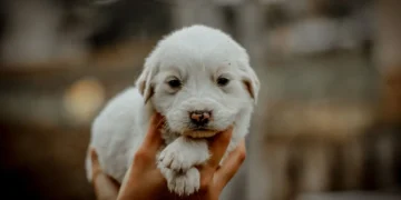 Golden Retriever puppy with a subtle heart murmur, owner gently placing hand on chest while looking concerned