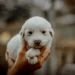 Golden Retriever puppy with a subtle heart murmur, owner gently placing hand on chest while looking concerned