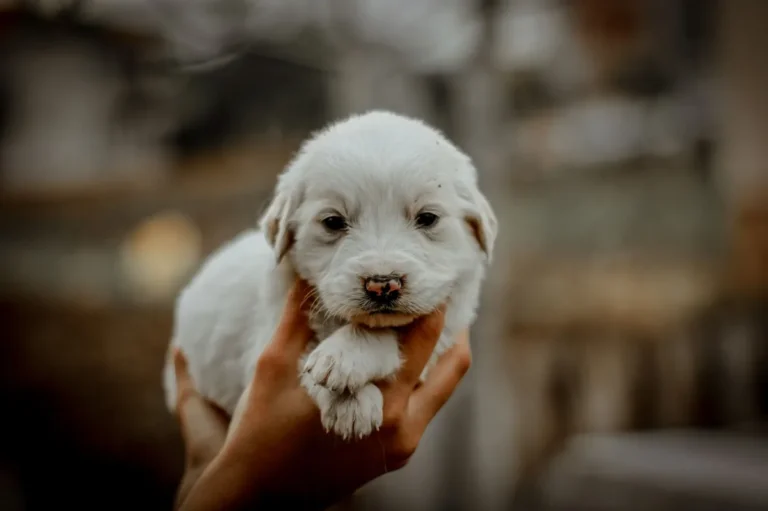 Congenital Heart Defect (Atrial Septal Defect) in Dogs