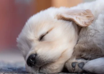 Golden Retriever puppy with a small swelling between the front toes, looking curious