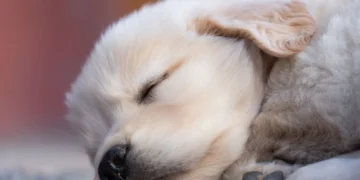 Golden Retriever puppy with a small swelling between the front toes, looking curious