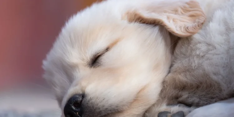 Golden Retriever puppy with a small swelling between the front toes, looking curious