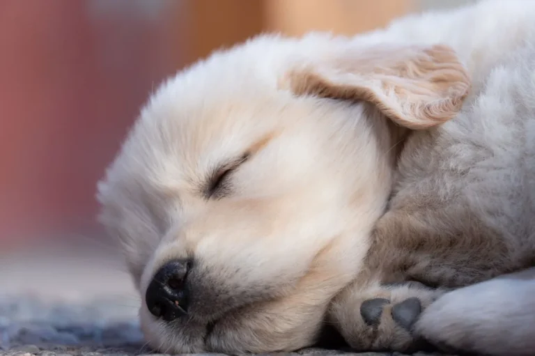 Interdigital Cysts on Dogs