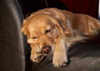 Golden Retriever lying on a soft couch, looking tired with a slightly swollen belly