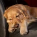 Golden Retriever lying on a soft couch, looking tired with a slightly swollen belly