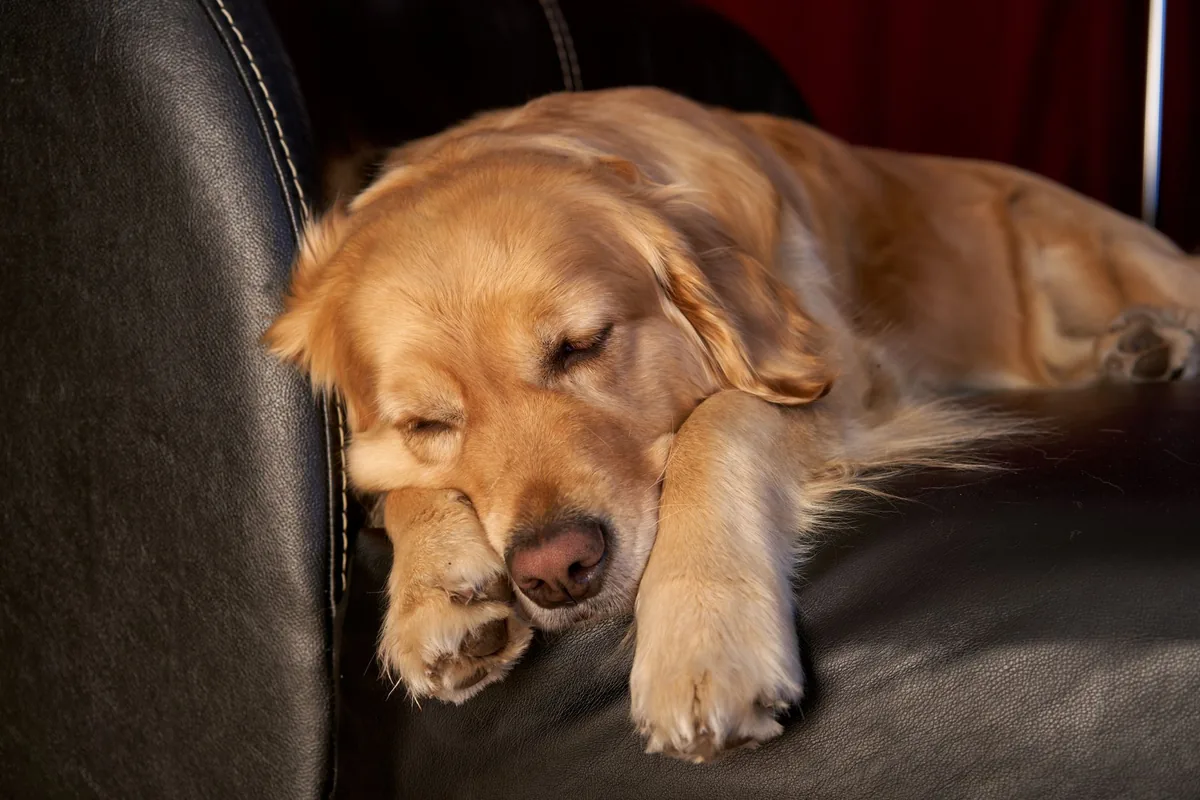 Golden Retriever lying on a soft couch, looking tired with a slightly swollen belly