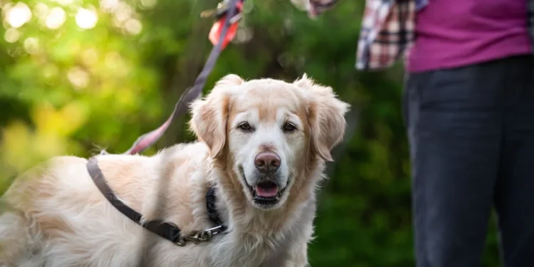 Golden Retriever with a concerned owner checking the dog’s eyes and ears, soft indoor lighting, calm atmosphere, photorealistic