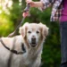 Golden Retriever with a concerned owner checking the dog’s eyes and ears, soft indoor lighting, calm atmosphere, photorealistic