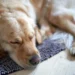 Golden Retriever lying on a soft rug, looking tired with a slight head tilt, soft natural light highlighting its fur