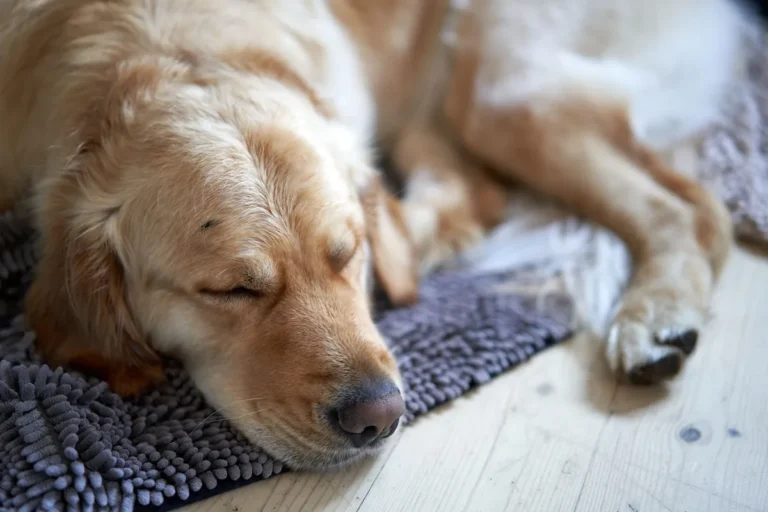 Brain Inflammation in Dogs