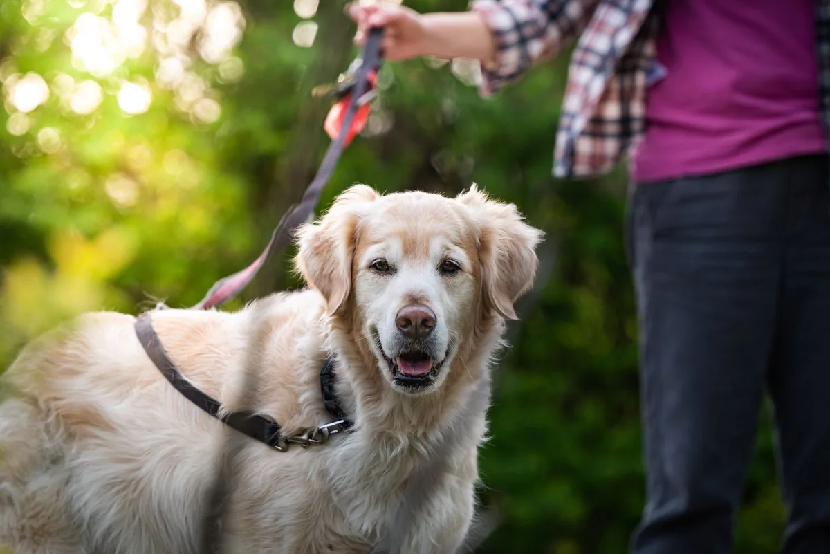 Golden Retriever with a concerned owner checking the dog’s eyes and ears, soft indoor lighting, calm atmosphere, photorealistic