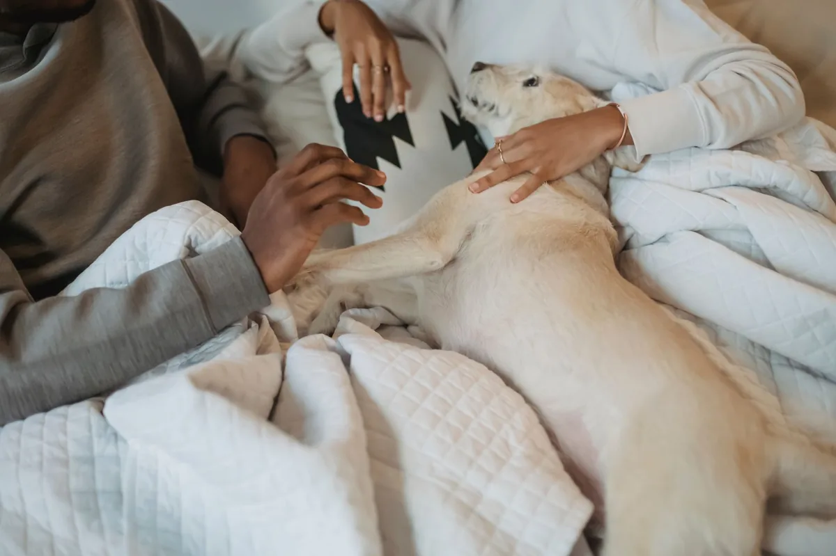 Golden Retriever with a concerned owner checking the dog's eyes, soft indoor lighting, calm atmosphere