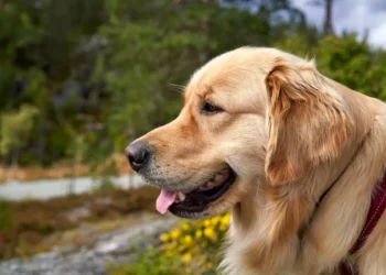 Golden Retriever with its head out the car window, tongue lolling, showing early signs of motion sickness
