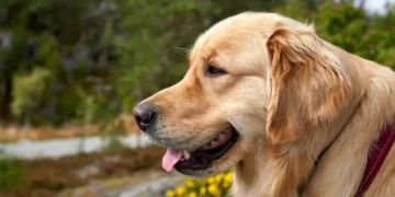 Golden Retriever with its head out the car window, tongue lolling, showing early signs of motion sickness