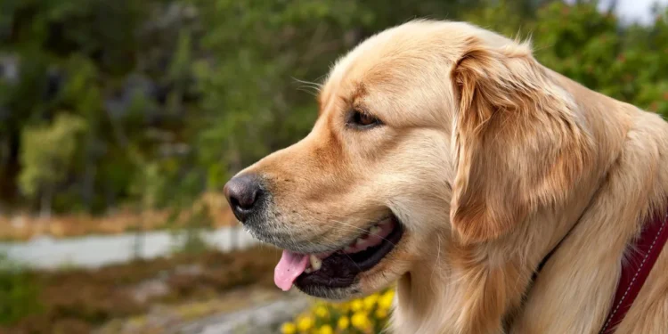 Golden Retriever with its head out the car window, tongue lolling, showing early signs of motion sickness