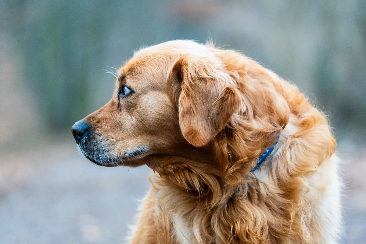 Golden Retriever coughing softly while lying on a cozy rug, warm indoor lighting