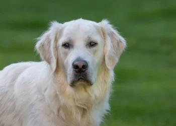 Golden Retriever with a slightly reddened ear, owner gently examining the ear in a cozy living room