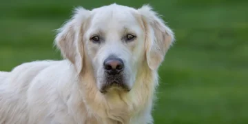 Golden Retriever with a slightly reddened ear, owner gently examining the ear in a cozy living room