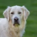 Golden Retriever with a slightly reddened ear, owner gently examining the ear in a cozy living room