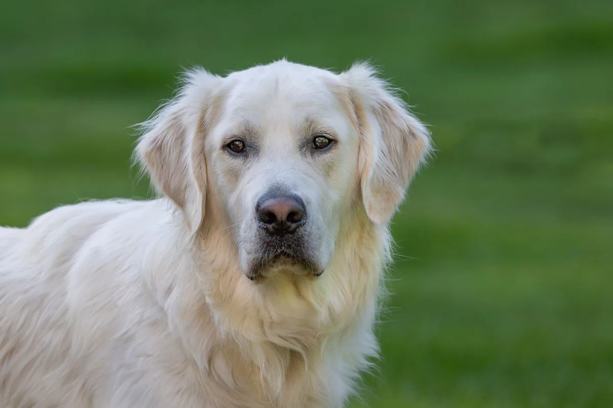 Golden Retriever with a slightly reddened ear, owner gently examining the ear in a cozy living room