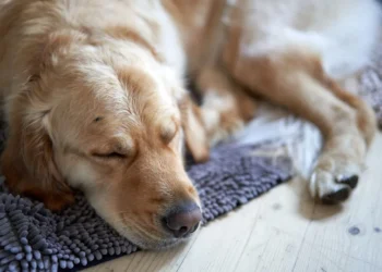 Golden Retriever with red patches on tail base, looking uncomfortable but still wagging his tail