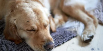 Golden Retriever with red patches on tail base, looking uncomfortable but still wagging his tail