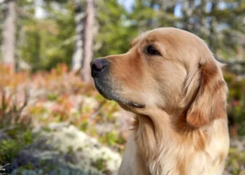 Golden Retriever sitting on a kitchen floor beside an open food bowl, sunlight streaming through a window, showing a calm home setting