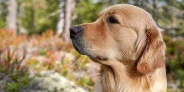 Golden Retriever sitting on a kitchen floor beside an open food bowl, sunlight streaming through a window, showing a calm home setting