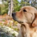 Golden Retriever sitting on a kitchen floor beside an open food bowl, sunlight streaming through a window, showing a calm home setting