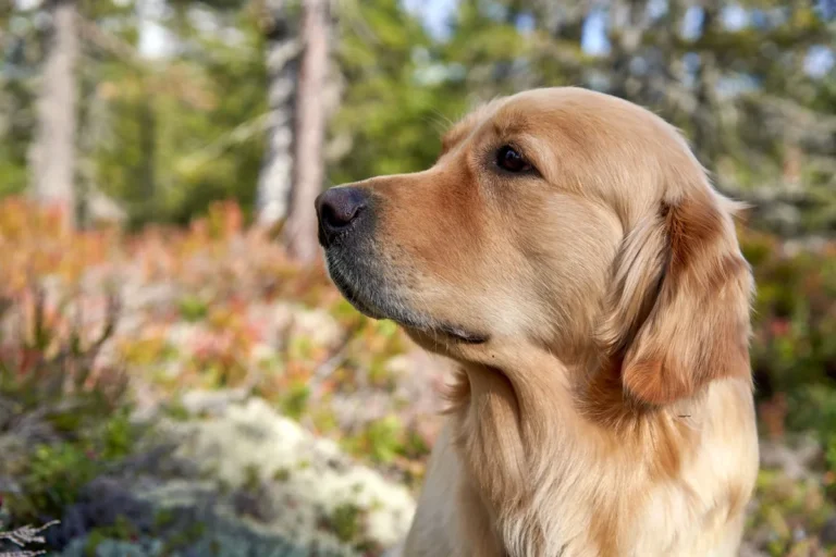 Mucus in Dog Poop