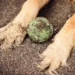 Golden retriever sniffing a garden patch with soil, sunlit, showing curiosity and a clean natural setting