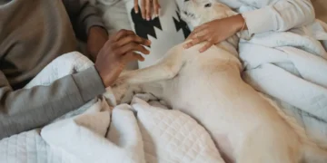 Golden Retriever lying on a soft rug, eyes drooping, owner gently checking his gums