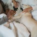 Golden Retriever lying on a soft rug, eyes drooping, owner gently checking his gums