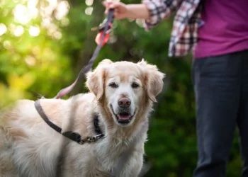 Golden Retriever with a dark spot on the gum, owner gently examining the mouth