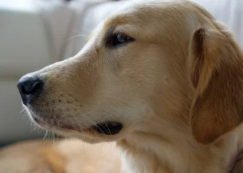 Golden Retriever lying on a couch with yellow‑tinged gums, soft evening light, calm home setting