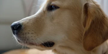 Golden Retriever lying on a couch with yellow‑tinged gums, soft evening light, calm home setting
