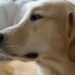 Golden Retriever lying on a couch with yellow‑tinged gums, soft evening light, calm home setting