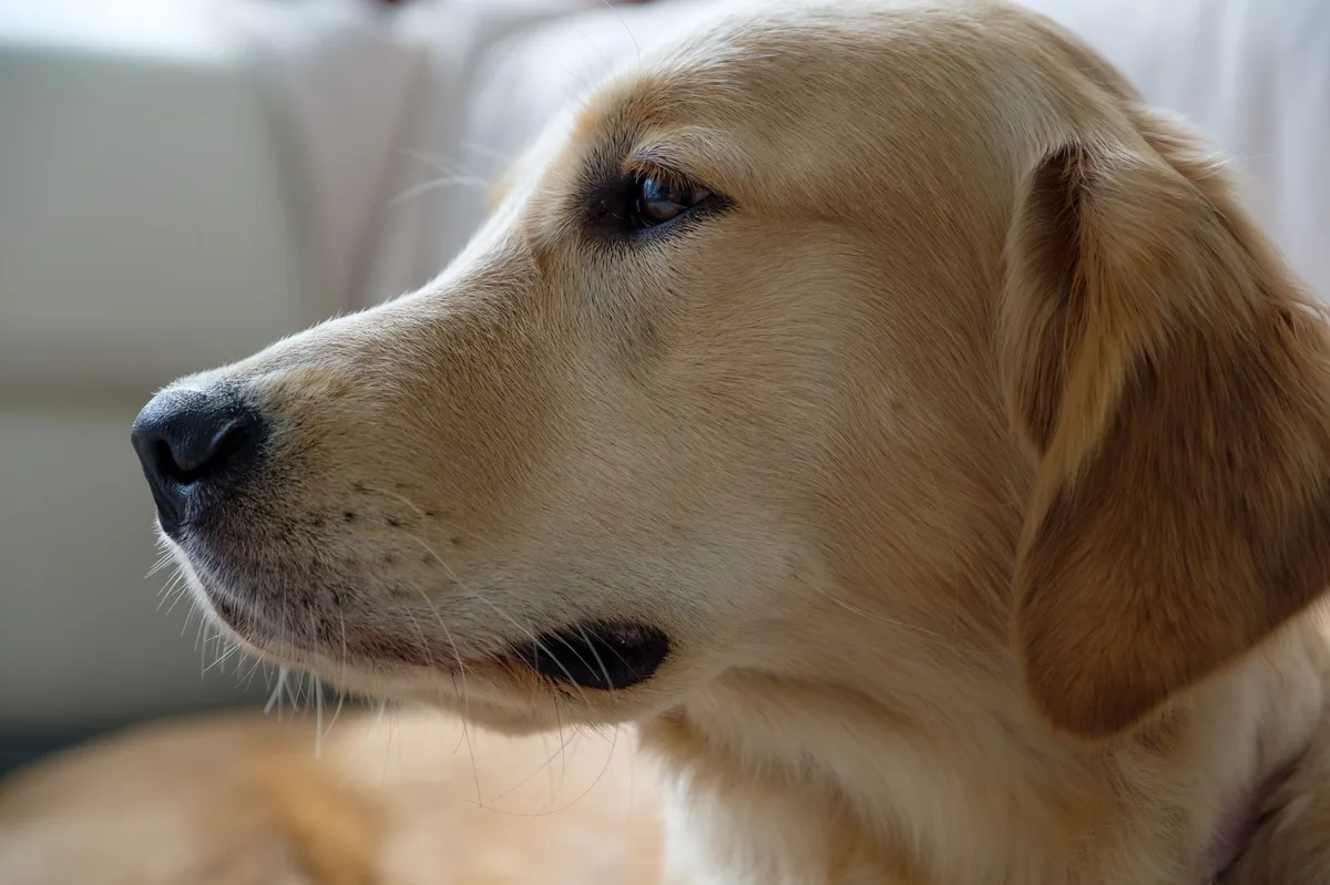 Golden Retriever lying on a couch with yellow‑tinged gums, soft evening light, calm home setting