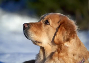 Golden Retriever lying on a shaded patio, tongue hanging out, looking overheated but alert