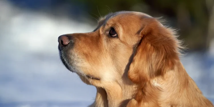 Golden Retriever lying on a shaded patio, tongue hanging out, looking overheated but alert
