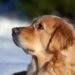 Golden Retriever lying on a shaded patio, tongue hanging out, looking overheated but alert
