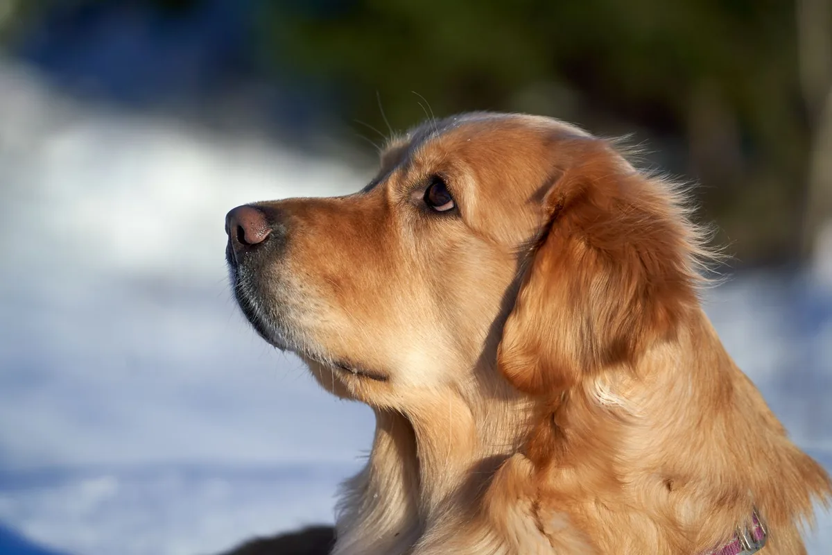 Golden Retriever lying on a shaded patio, tongue hanging out, looking overheated but alert