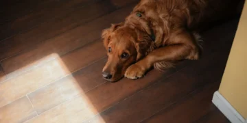Golden Retriever lying on a soft rug, with a few raised red spots on its belly and paws, looking curious but not in distress