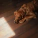 Golden Retriever lying on a soft rug, with a few raised red spots on its belly and paws, looking curious but not in distress