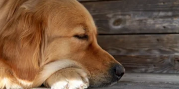 Golden Retriever lying on a kitchen floor, looking lethargic with a half‑empty food bowl beside him