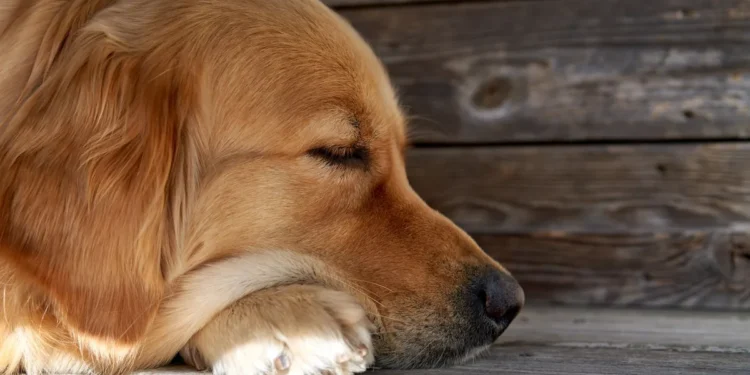 Golden Retriever lying on a kitchen floor, looking lethargic with a half‑empty food bowl beside him