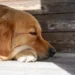 Golden Retriever lying on a kitchen floor, looking lethargic with a half‑empty food bowl beside him