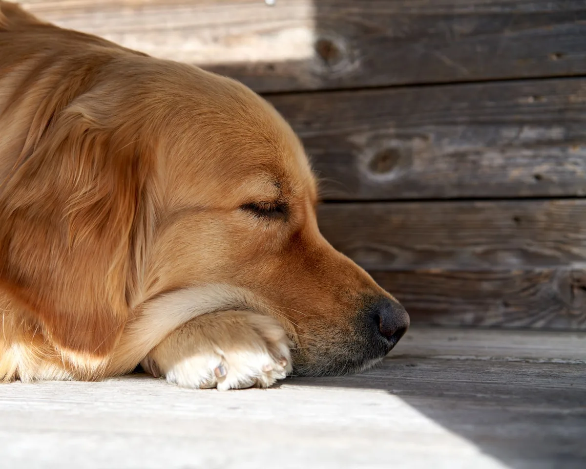 Golden Retriever lying on a kitchen floor, looking lethargic with a half‑empty food bowl beside him